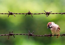 Уничтожение воробьев в Китае