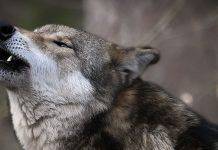 Тамбовский волк Что означает тамбовский волк - Каменный лес Stone Forest