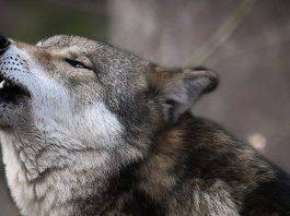 Что означает тамбовский волк - Каменный лес Stone Forest