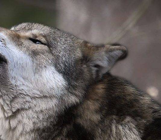 Тамбовский волк Что означает тамбовский волк - Каменный лес Stone Forest
