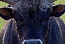 Национал-социалистический бык Национал-социалистический бык - Stone Forest