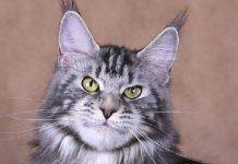 Мужская порода кошек Фото мейнкуна - Stone Forest