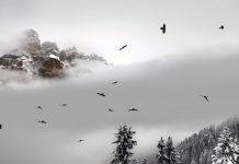 Белое одиночество в фотопроекте You Are Not Alone Доломитовые Альпы - Stone Forest