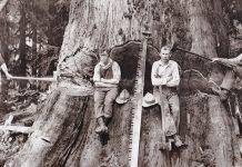 Винтажные фотографии дровосеков на Тихоокеанском северо-западе Фотографии дровосеков США - Stone Forest