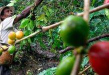 Враг нашей любимой чашки кофе – кофейная ржавчина