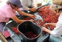 Что такое кофе. Путь от зерна до чашки что такое кофе