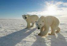 Polar Bears International: организация по сохранению белых медведей Polar Bears International - Stone Forest