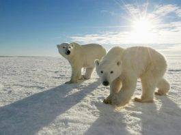Polar Bears International - Stone Forest