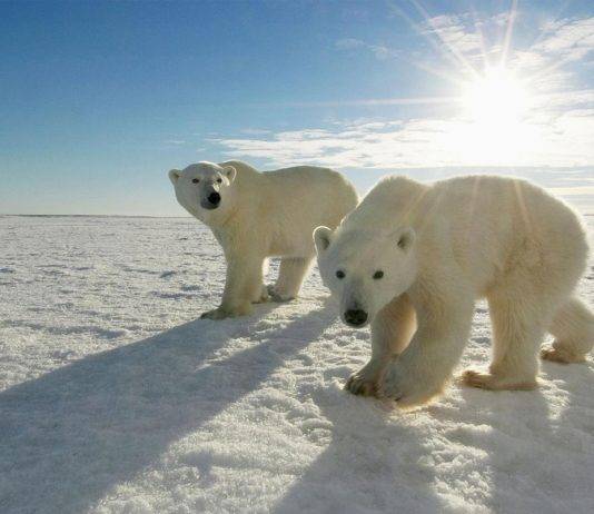 Polar Bears International: организация по сохранению белых медведей Polar Bears International - Stone Forest