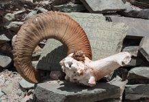 Марко Поло в прицеле Охота на аргали - Stone Forest