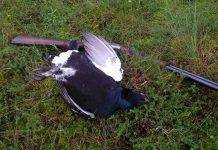 Тетеревиная охота на току Тетеревиная охота на току - Stone Forest