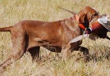 Охотничьи собаки Охотничья собака - Stone Forest