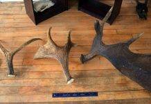 Сохатый трофей Охота на лося - Stone Forest