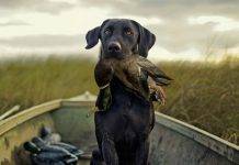 Осенняя охота на уток Осенняя охота на уток - Stone Forest