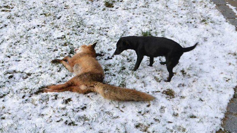Зимняя Охота на лису - Stpne Forest