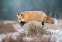 Охота за рыжим трофеем Охота на лису - Stpne Forest