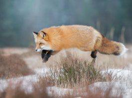 Охота на лису - Stpne Forest