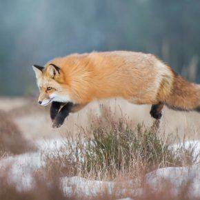 fox-hunting-3