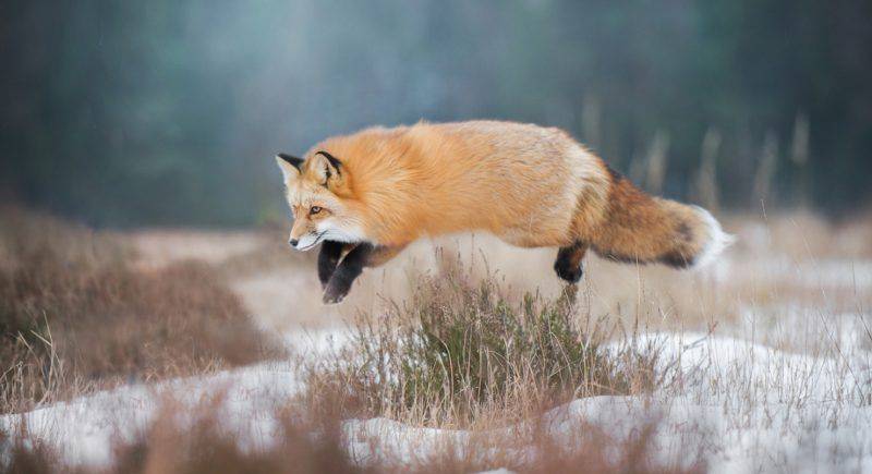 особенности охоты на лисицу