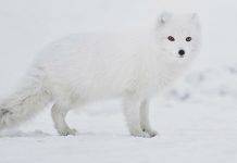 История Fjällräven — как появились знаменитые рюкзаки и куртки