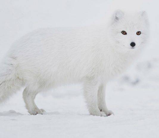 История Fjällräven — как появились знаменитые рюкзаки и куртки