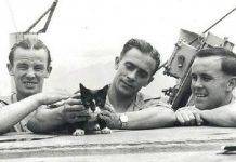 Непотопляемый Сэм – кот, переживший три кораблекрушения