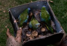 “Птичий короб” Сюзанны Бир. Шаблонизированный постапокалипсис в стиле “Тихого места” Птичий короб фильм - Каменный лес Stone Forest