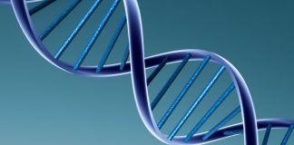 Зачем мужчины делают тест ДНК Зачем мужчины делают тест ДНК - Каменный лес Stone Forest