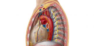 Лечение злокачественной опухоли средостения Средостения