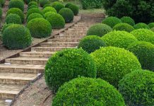 Самшит – идеальное дерево для сада Дерево Самшит