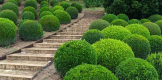 Самшит – идеальное дерево для сада Дерево Самшит