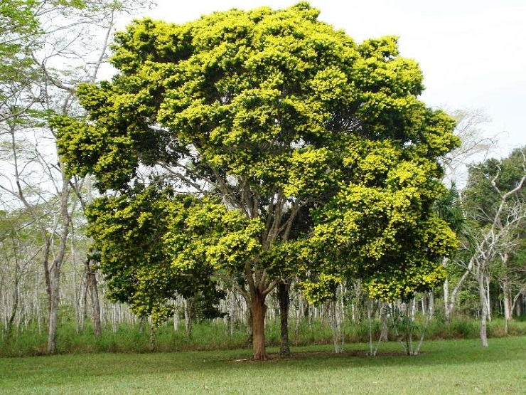 Дерево бразил