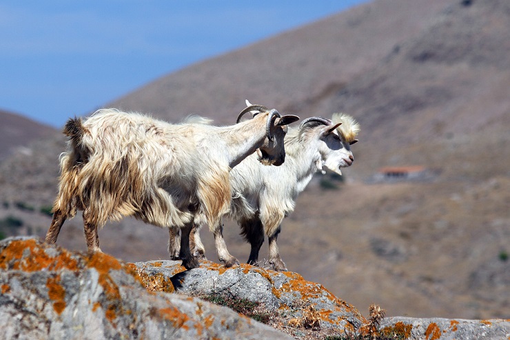 Гималайские козы
