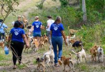 Поход с хулиганами на Ямайке. Пешая прогулка с сотней собак Пешая прогулка с собаками