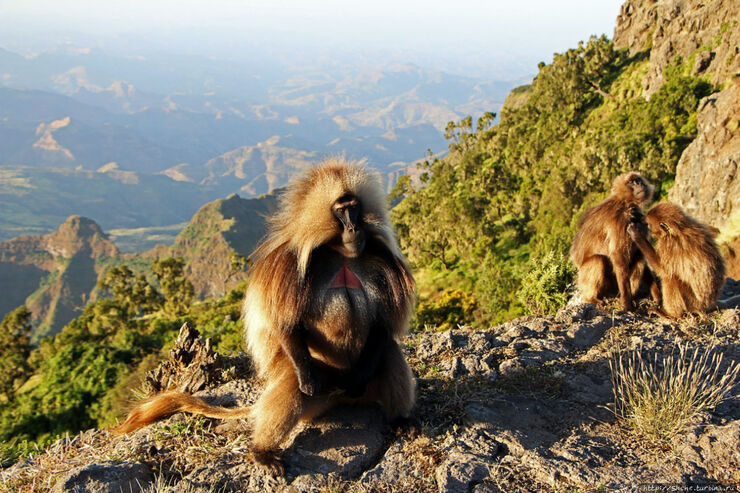 Национальный парк в горах Сымен, Эфиопия