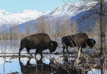 Топ-5 лучших мест для посещения в Якутии Лучшие места для посещения в Якутии