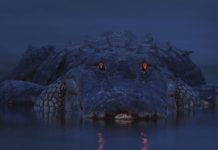 Лучшие фотографии животных 2012 года Лучшие фотографии животных 2012 года