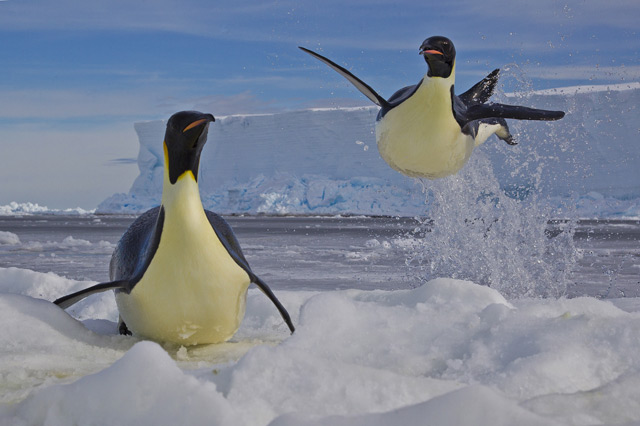 Фотография пингвинов