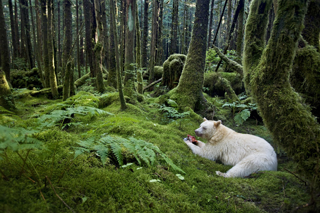 Фотография белого медведя