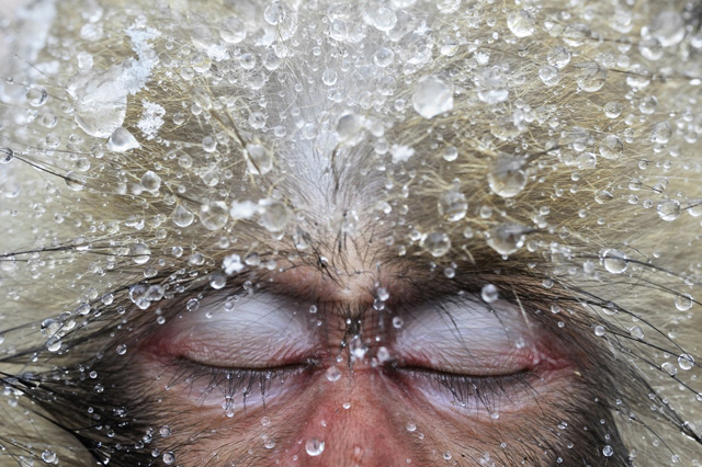 Фотография обезьяны