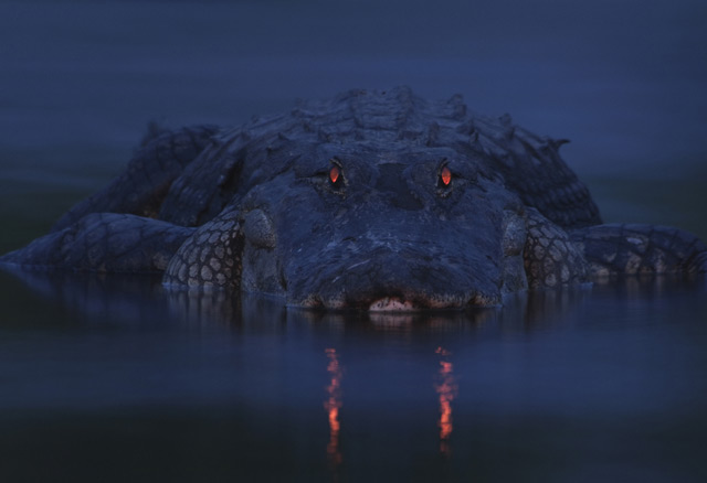 Фотография крокодила