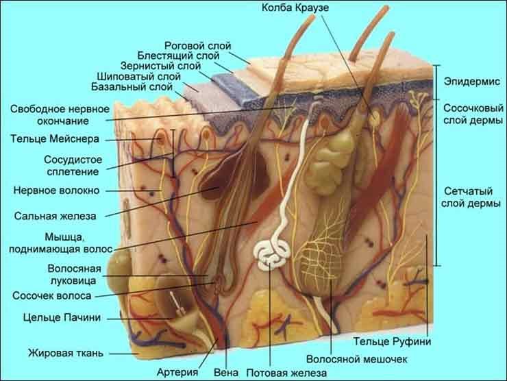 Различные виды нервных окончаний в коже человека