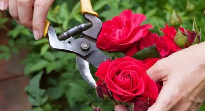 Как сохранить розы в вазе