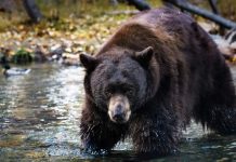 Охотимся на медведя правильно: экипировка, выбор сезона, советы Охота на медведя