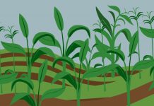 Важность и проблемы производства минеральных удобрений в сельском хозяйстве и садоводстве Минеральные удобрения в сельском хозяйстве