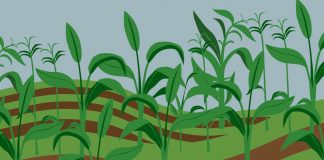 Важность и проблемы производства минеральных удобрений в сельском хозяйстве и садоводстве Минеральные удобрения в сельском хозяйстве