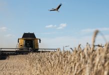 Планы и цели правительства России для развития сельского хозяйства Развитие сельского хозяйства в России