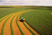 Потенциал и перспективы развития российского сельского хозяйства Российское сельское хозяйство