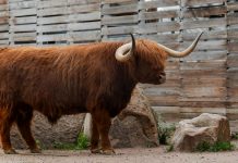 УК «Альфа-Капитал» будет опекать быка Гаврюшу из Московского зоопарка Бык Гаврюша из Московского зоопарка