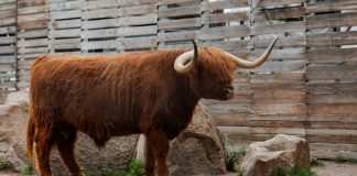 УК «Альфа-Капитал» будет опекать быка Гаврюшу из Московского зоопарка Бык Гаврюша из Московского зоопарка